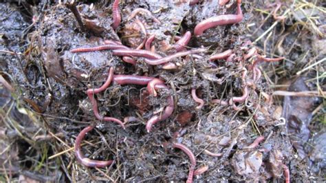 ilustračné foto: kalifornské dážďovky v komposte