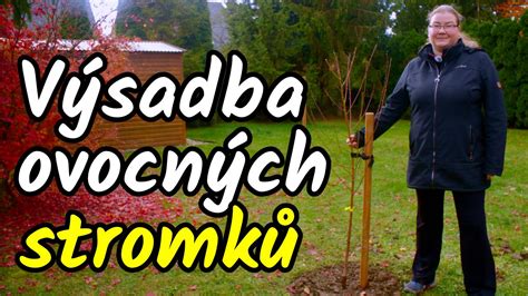 Ilustračný záber mladého ovocného stromčeka pripraveného na výsadbu