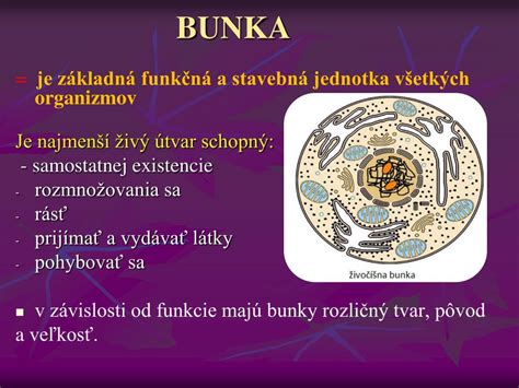 Ilustrácia bunkovej štruktúry rastliny so znázornenou cytoplazmou a bunkovými organelami.