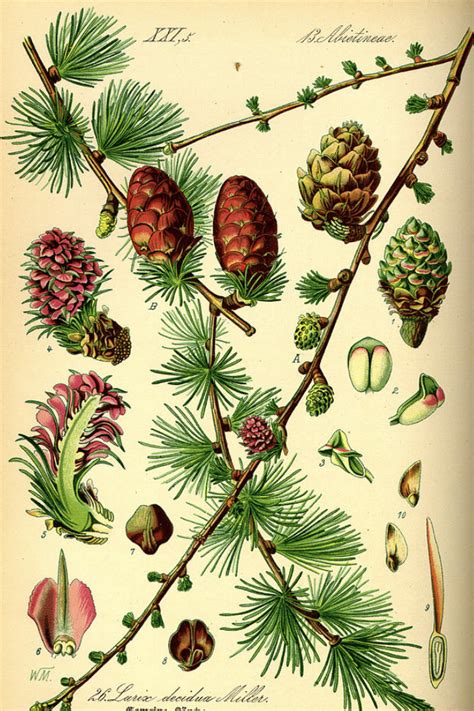 ilustrácia rôznych druhov ihličnatých drevín a ich typických ihličia