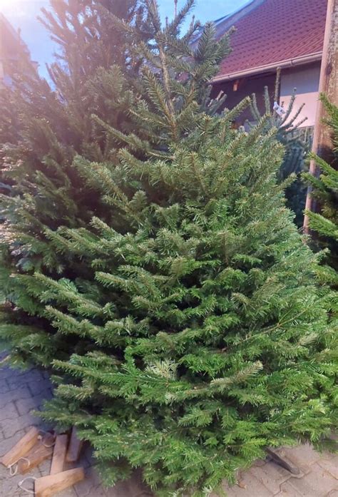 detail ihličia borovice, smreka a jedle pre porovnanie