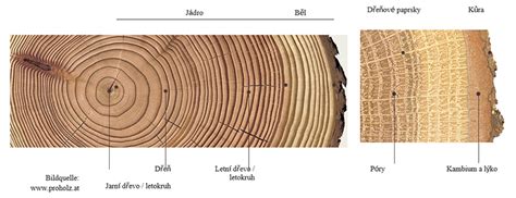 prierez kmeňa ihličnatého stromu s viditeľnými ročnými kruhmi