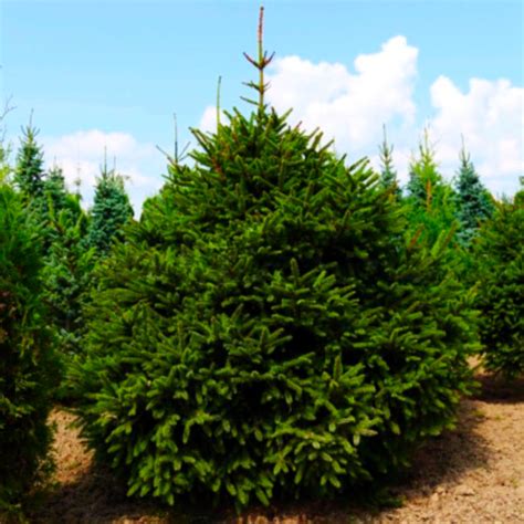 fotografia pôvodného smreka obyčajného na Slovensku