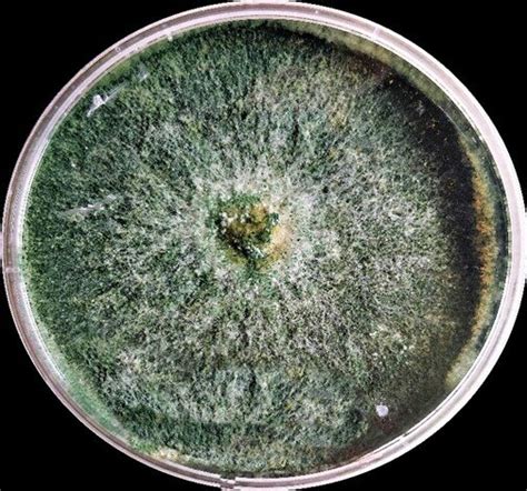makro foto huby Trichoderma virens na koreňoch rastliny