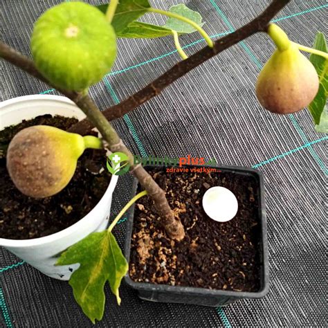 Figovník zasadený v kvetináči so špeciálnym substrátom