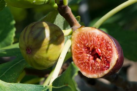 Figovník chránený na zimu vrstvou lístia a vetiev