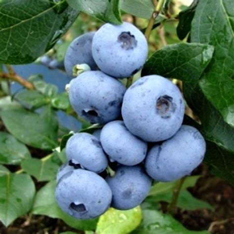 Jesenné sfarbenie listov čučoriedky 'Bonus' do červených tónov