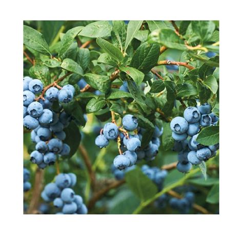 Schéma správnej výsadby čučoriedok s odporúčanými rozostupmi