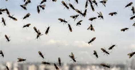 Tematické foto lietajúcich mravcov