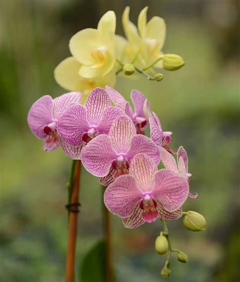 ilustrácia všetkých potrebných pomôcok na presádzanie orchideí (črepník, substrát, nožnice, škorica)