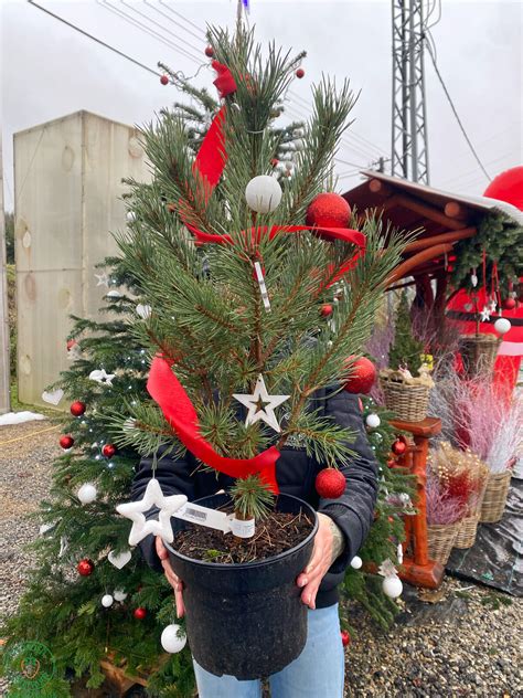 Ilustrácia vianočného stromčeka v kvetináči, ktorý je pripravený na presadenie do záhrady.