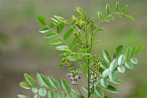 botanická kresba rastliny sladkovka hladkoplodá s detailmi koreňa, listov a kvetov