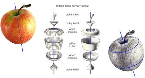 Detailný záber na správne odtrhnuté jablko so stopkou.