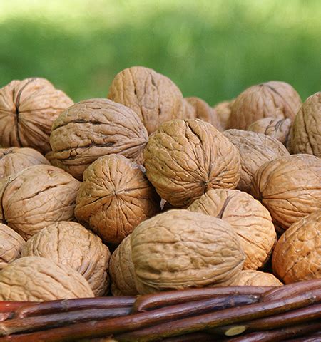 Tematické foto: zrelé vlašské orechy v škrupine a vylúpané jadrá