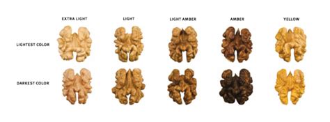 Infografika: Porovnanie farieb vlašských orechov (extra light, light, light amber, amber)