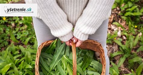 Zber medvedieho cesnaku v lese na jar