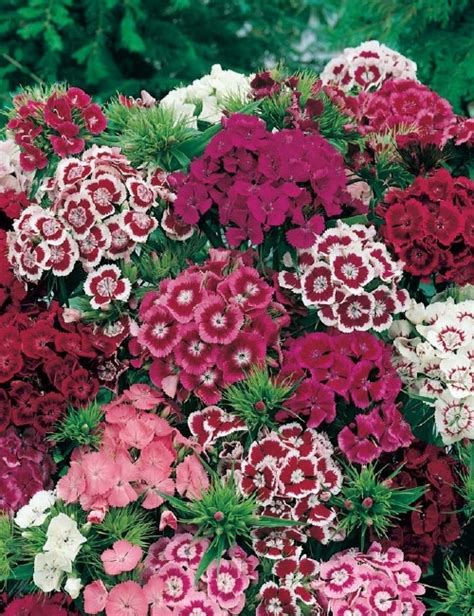 Schéma rôznych druhov klinčekov: klinček záhradný, turecký klinček a čínsky klinček