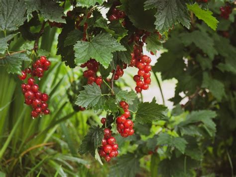 Pohľad na sadenicu stromčekových ríbezlí s označenou hĺbkou výsadby
