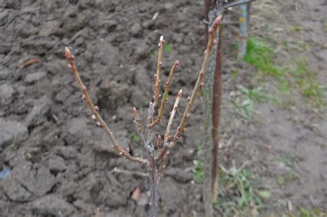 Schéma štepenia stromčekovej ríbezle
