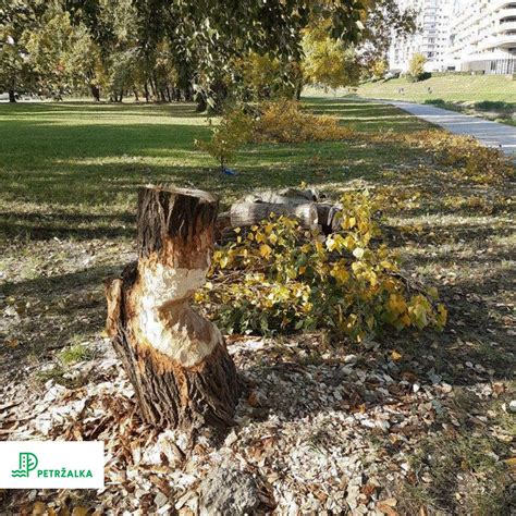 Fotografie inváznych drevín vhodných pre chemickú likvidáciu