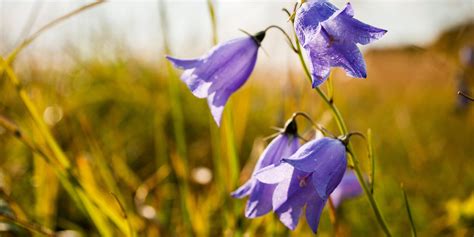 rozmanitosť druhov zvončekov v záhrade