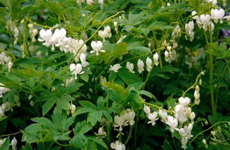 Detail bieleho kvetu srdcovky (Dicentra spectabilis ‘Alba’)