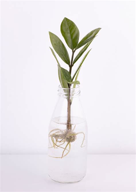 Detail odrezkov vŕby s vyvinutými koreňmi vo vode