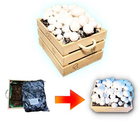 Schéma rôznych substrátov pre pestovanie húb (kláty, slama, piliny, kompost)