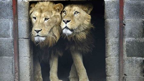 Ilustračná fotografia profesionálne navrhnutej záhrady