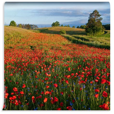 Tematické foto: Rozkvitnuté pole maku siateho