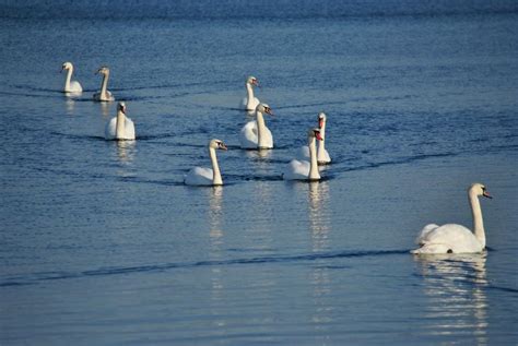 Tematické foto husi divej v prirodzenom prostredí