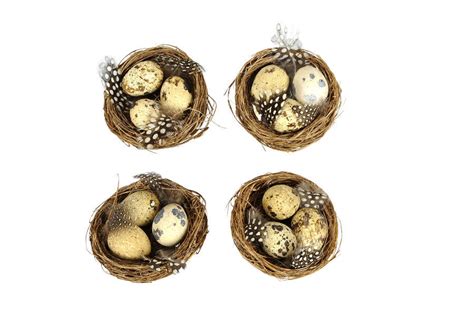 Hniezdo husi divej s vajíčkami