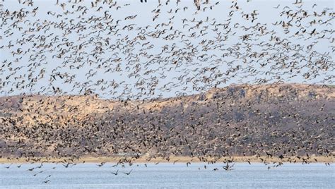 Formácia divých husí počas letu