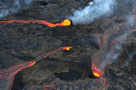 Africká hus s charakteristickým hrbolom na zobáku