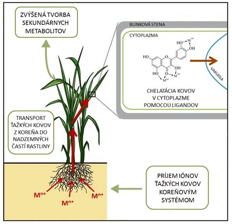 Schéma biochemickej dráhy vzniku dimetyldisulfidu v rastlinách