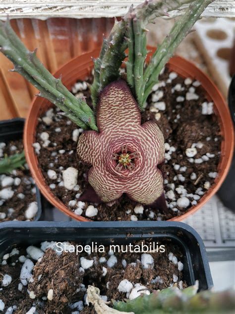 Fotografia kvitnúceho sukulentu rodu Stapelia so zdochlinovou muchou