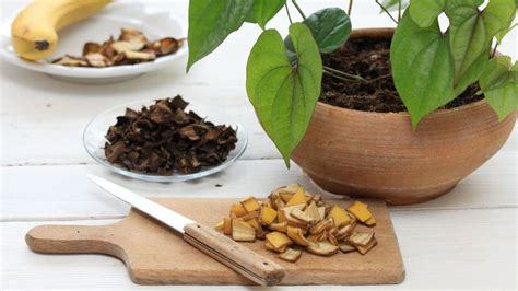 Ilustrácia rôznych druhov domácich hnojív (napr. cibuľové šupky, banánové šupky, droždie)