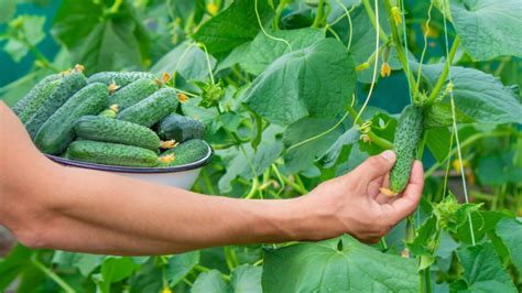 Zrelé uhorky pripravené na zber