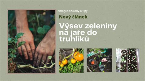 Infografika: Prehľad zeleniny vhodnej na výsev v júli s ideálnymi termínmi
