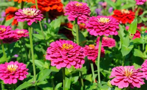 Ilustrácia odstraňovania odkvitnutých kvetov cínie