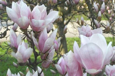 kvet magnólie veľkokvetej zblízka