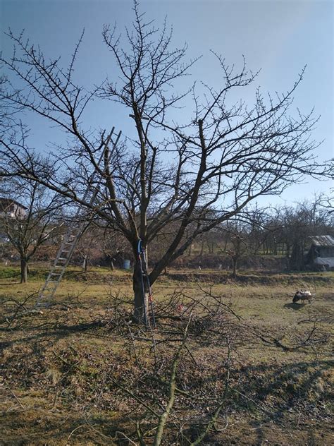 Starý rododendrón pred a po zmladzovacom reze