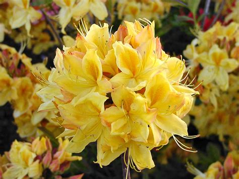 Detail poloplných ružových kvetov azalky 'Homebush'