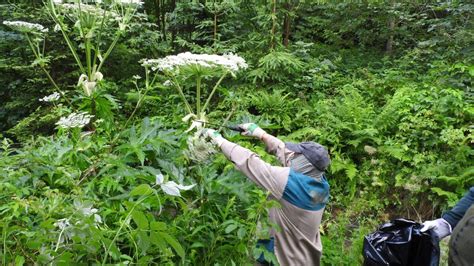 Boľševník obrovský: detail stonky s fialovými škvrnami a chlpmi