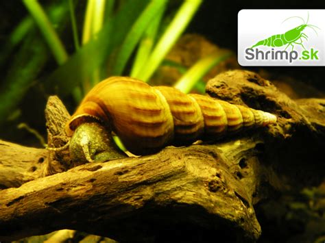 Tematické foto: Brotia herculea slimák s hnedou ulitou na dne akvária