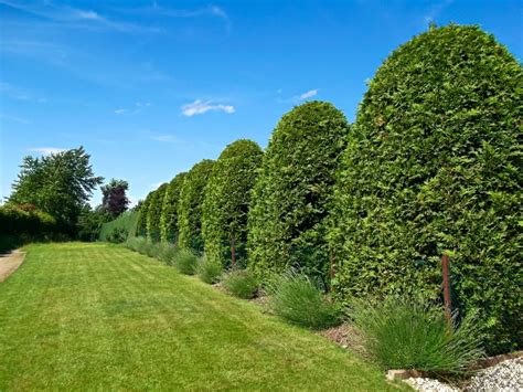 Schéma rastu a kónického tvarovania tuje západnej pre hustý živý plot