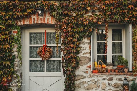 jesenná záhrada s farebnými chryzantémami