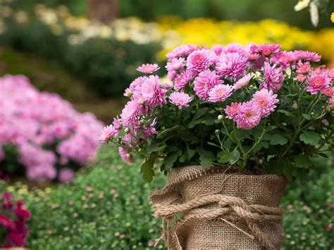 rozmanitosť tvarov a farieb kvetov chryzantém