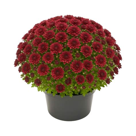 detail kvety chryzantémy s farebnými okvetnými lístkami