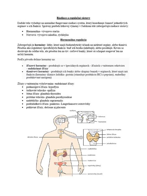 Infografika znázorňujúca pozitívne účinky cesnaku na jednotlivé orgánové sústavy človeka.
